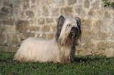 SKYE TERRIER 038